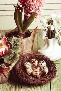 巢中的鹌鹑蛋,春天花朵的象征图片