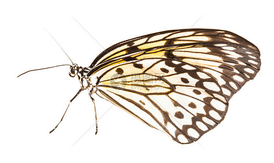 白色背景上分离出的白想法Leuconoe蝴蝶图片