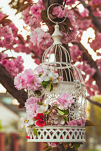 鸟笼,春花樱花水果花花园里户外的婚礼装饰品花园里的鸟笼图片
