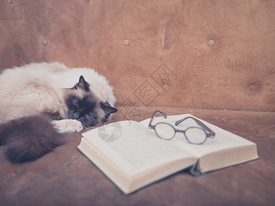 只猫正沙发上研究本打开的书副眼镜图片