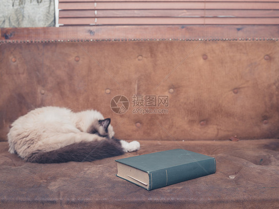 只漂亮的猫睡张旧沙发上,旁边本绿色的大书图片