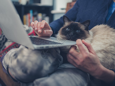 个轻的女人家里用她的笔记本电脑,只猫坐她的腿上图片