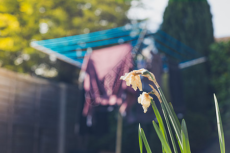 水仙花生长花园里,背景中的晾衣绳上晒着衣服图片