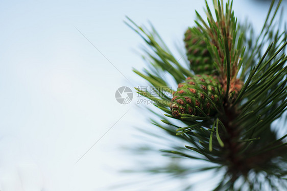 西伯利亚雪松枝与绿色锥特写图片