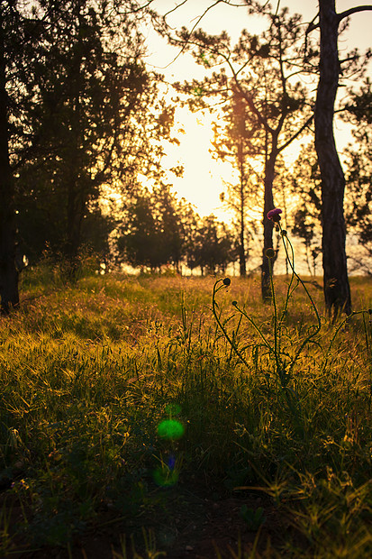 夏季日落落叶林的边缘图片