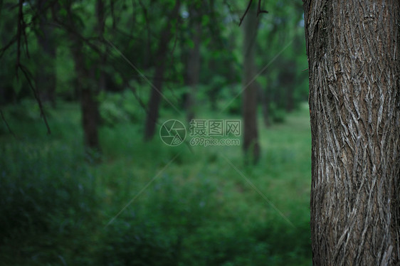 夏季落叶林背景下的林登树干图片