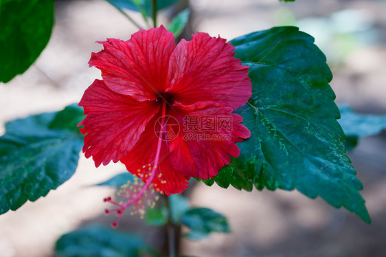 红色芙蓉花与绿叶特写图片