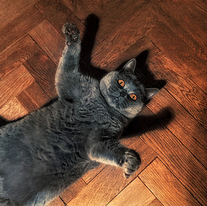 胖趣的英国猫躺地板上图片