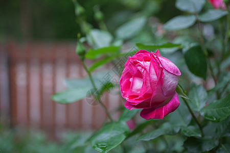 粉红色玫瑰的花,花瓣上水滴图片