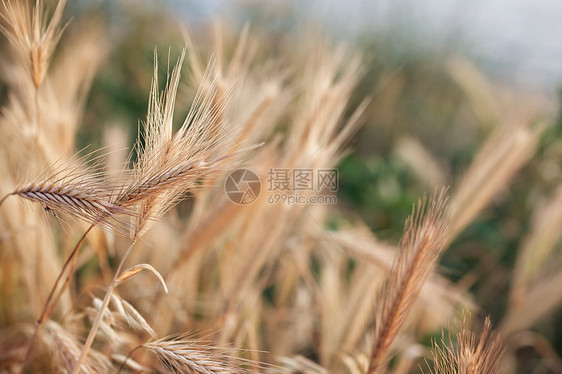 阳光特写中的小小麦穗图片