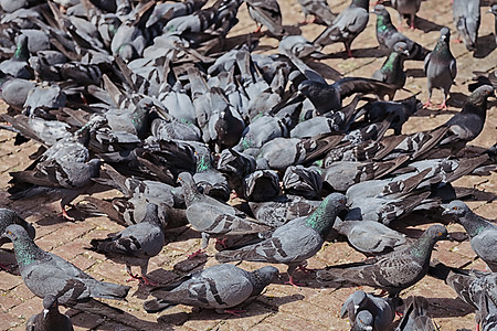 城市街道上的群灰色鸽子背景图片