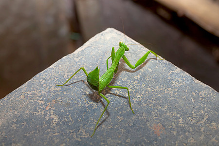 坐桌子上的绿色螳螂图片