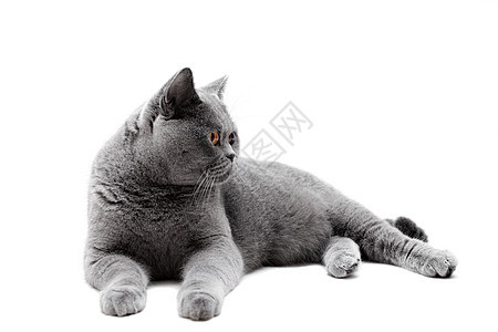 躺灰色的英国猫孤立白色的背景上图片