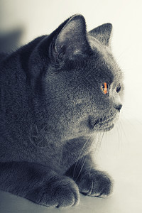 轻灰色英国猫特写的肖像图片