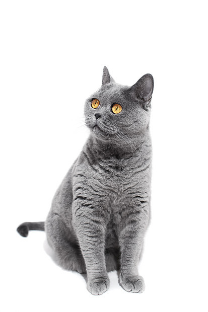 灰色的英国猫被隔离白色的背景上图片