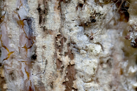 干燥树脂上的小森林蜘蛛图片