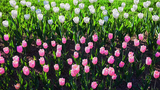 花园里的白色粉红色郁金香花图片