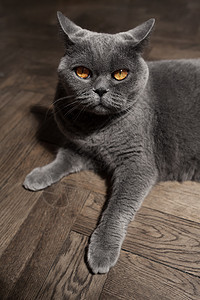 灰色的英国猫躺地板上图片