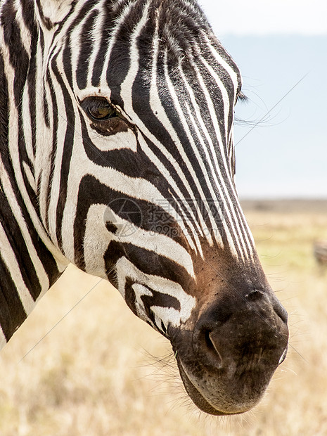 坦桑尼亚的Ngorongoro火山口内,只斑马的脸的近景,清楚地了脸上的黑白标记图片