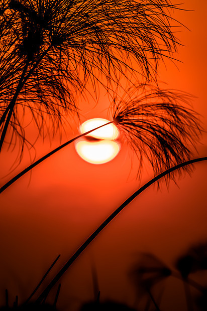 博茨瓦纳奥卡万戈三角洲的纸莎草后的红色橙色天空中的夕阳图片