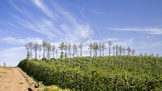 片梨树种植园站前景上,沿着条砾石路,后蓝天白云图片