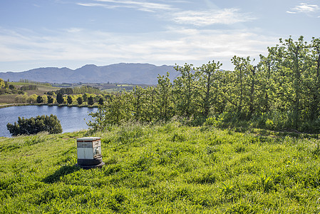 个蜜蜂箱站农场梨树附近郁郁葱葱的青草上图片