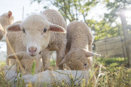 白色塑料桶中喂食的小绵羊的近距离视图图片