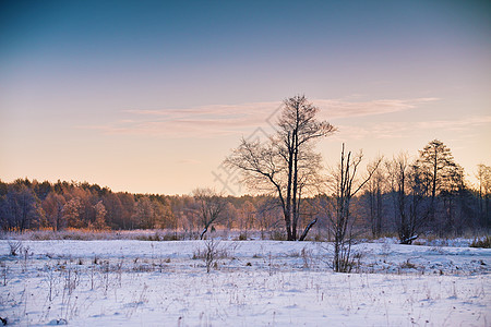 白俄罗斯的冬天黎明冬天早上日出雪景图片