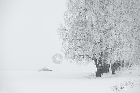 黑白相间的冬天雾中的桦树白俄罗斯月图片