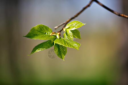 春天的树叶嫩绿的叶子背景图片