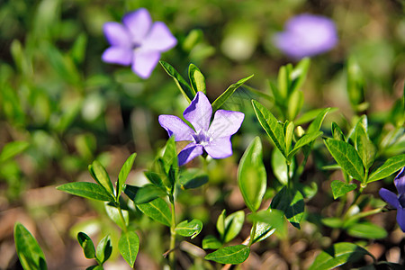 春天的花朵嫩绿的叶子花图片