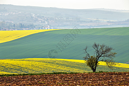 山上的孤树莫拉维亚的绿色黄色春田图片