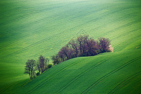 绿色的春山捷克莫拉维亚的耕地图片