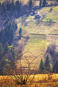 盛开的树喀尔巴阡山村阳光明媚的春天图片