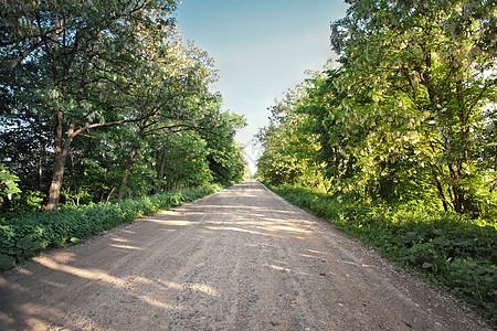 乡间道路上盛开着相思树阳光明媚的春天乌克兰图片