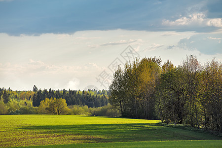 绿色的春天田野白俄罗斯的晴天图片