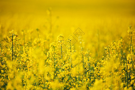 春天的科尔扎田野盛开的黄花图片