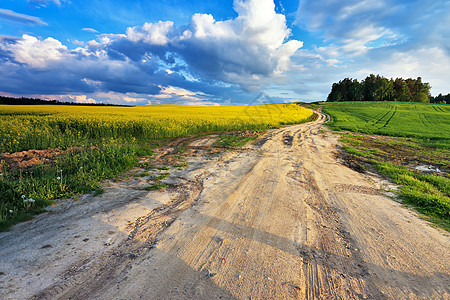 白俄罗斯春天的乡村道路科尔扎田野图片