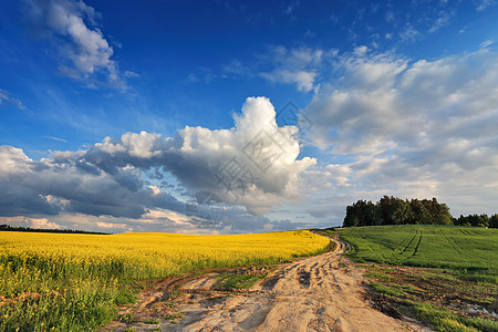 白俄罗斯春天的乡村道路科尔扎田野图片