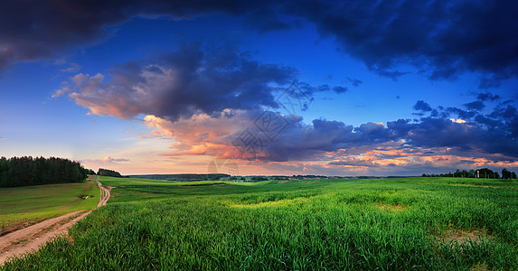 白俄罗斯春雨后的绿色田野图片