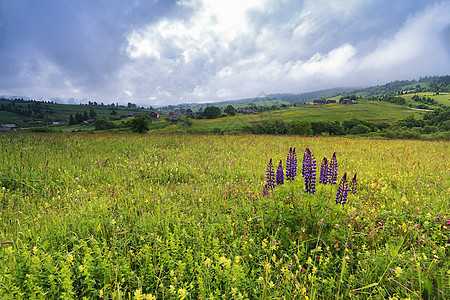 山中春天草地上的卢平花丛图片