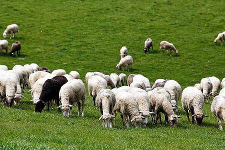 羊群片绿色的草地上春天的田野草地图片