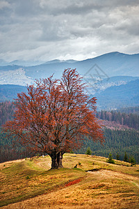 喀尔巴阡秋山上的孤树多云的秋天场景图片