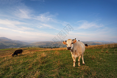 牛群山上的牧场上秋天的山丘图片