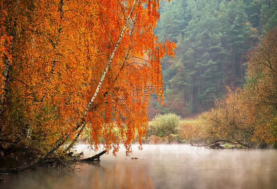 十月早晨白俄罗斯的河边图片