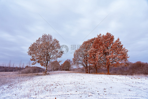 秋天森林里的场雪树上颜色白俄罗斯秋季景观图片