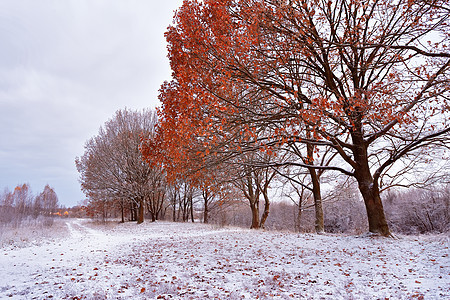 秋天公园的场雪树上颜色白俄罗斯秋季景观图片