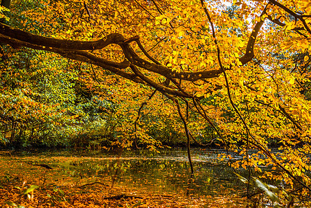 秋天的季节,五颜六色的树湖上图片