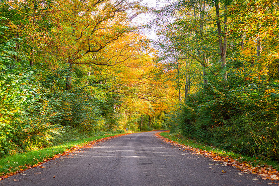 秋天,森林路被五颜六色的树木包围着图片