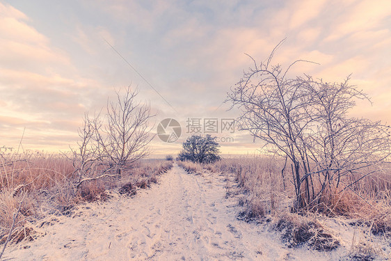 早晨条小径的雪冬景观图片